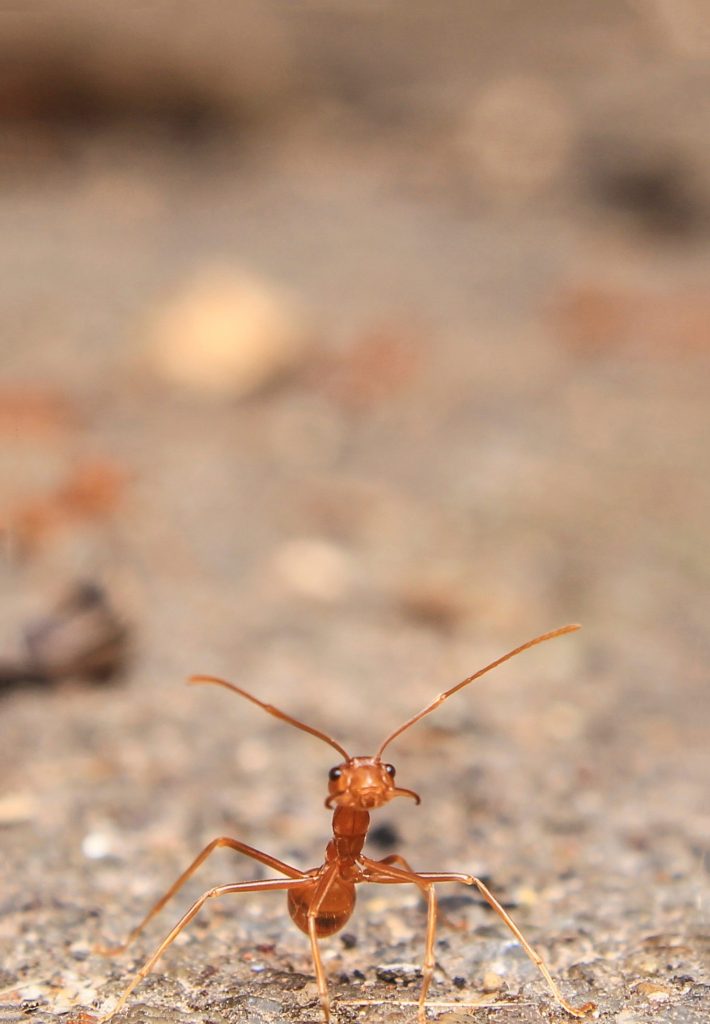 Ants are busy