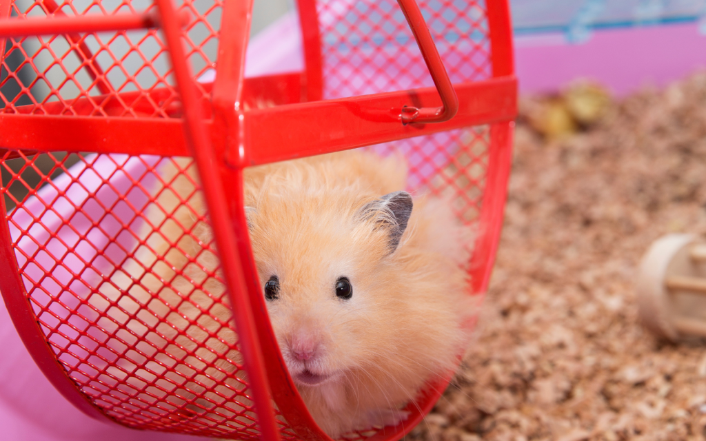 Hamster cage with clearance wheel